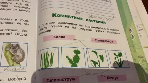 Окружающий мир 2 класс комнатные растения ответы