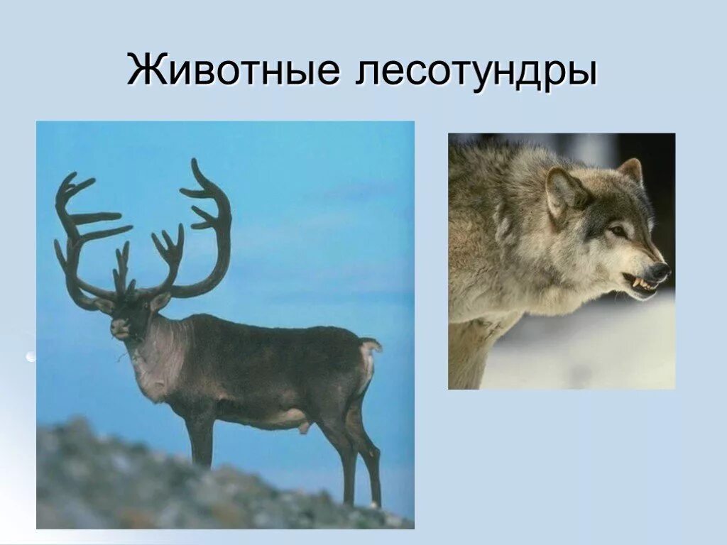 Особенности животных тундры и лесотундры. Обитатели лесотундры. лесотундра животный мир. животные тундры и лесотундры. зона лесотундры животные.