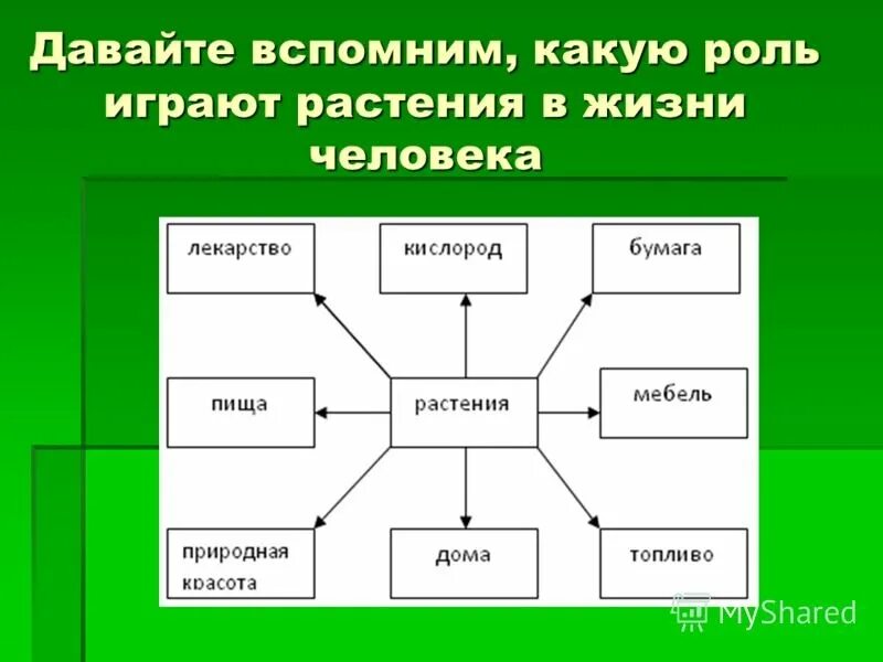 Использование растений животными. Роль растений в жизни человека. схема что дают растения человеку.