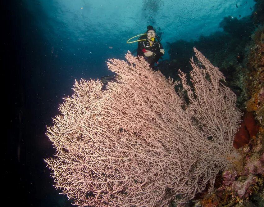 Восьмилучевые коралловые полипы. Восьмилучевые кораллы Octocorallia. Колония кораллов.