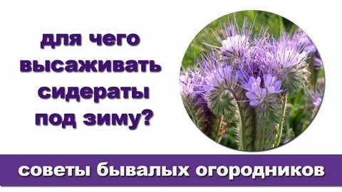 Сидерат под зиму какой