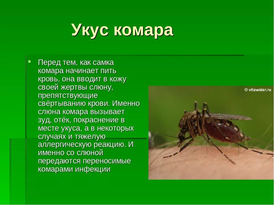 Большой и маленький комар. Все знают как поют комары основная мысль. Факты про комаров. Как поет комар. Все знают как поют комары основная мысль.