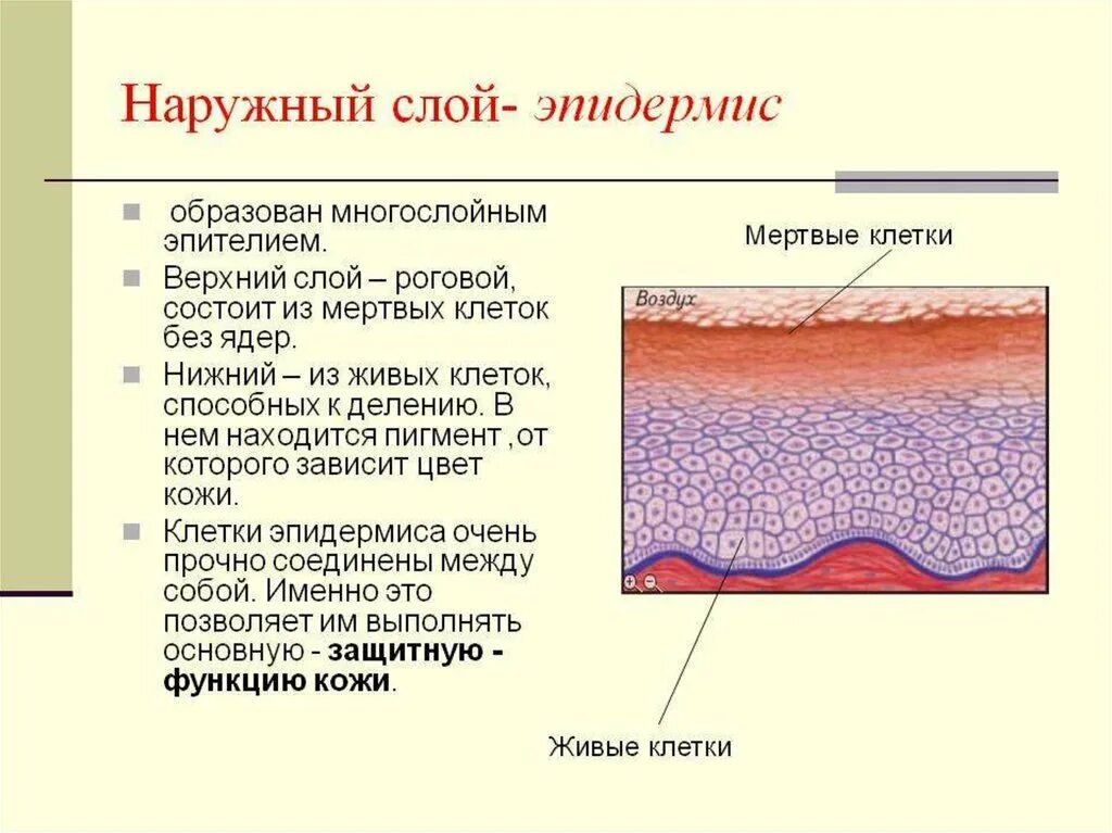 Кожные роговые образования это. Наружный слой кожи образован клетками ткани. Роговой слой эпидермиса образован мертвыми клетками. Функции живых клеток эпидермиса. Строение наружного эпидермиса.