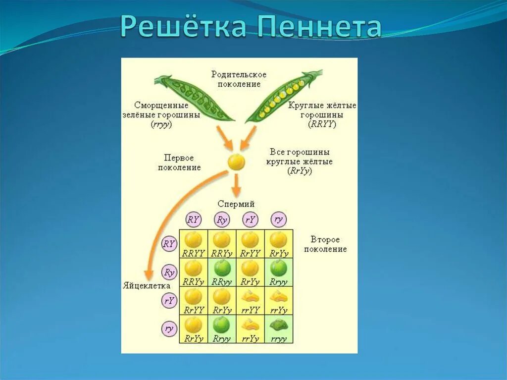 Дигибридное скрещивание решетка. Мендель решетка Пеннета. Решетка Пеннета дигибридное скрещивание. Моногибридное скрещивание решётка пиннеты. Принцип построения решетки Пеннета.