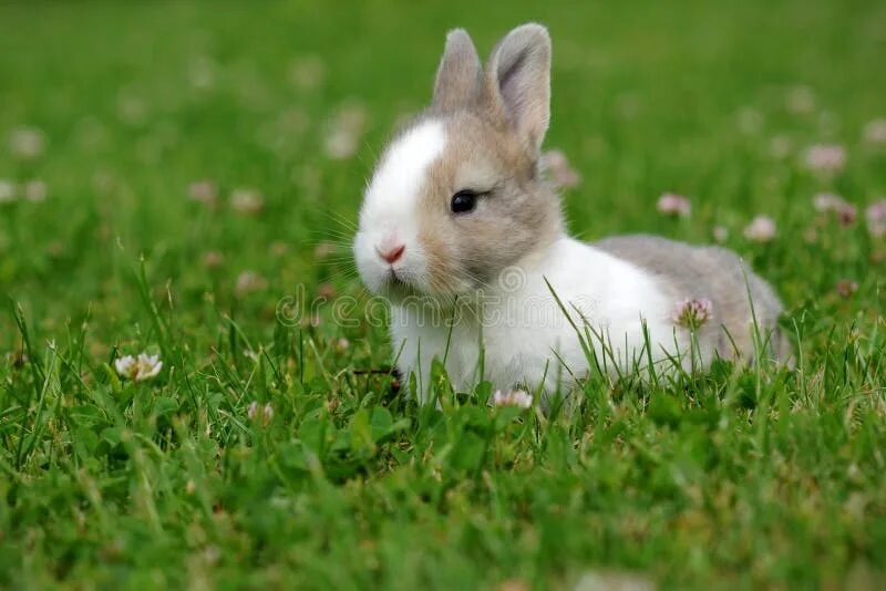 Правильная зайка. Зайчонок в траве. Кролик в траве. Серый зайчик на травке. Зайчик на траве крашеный.