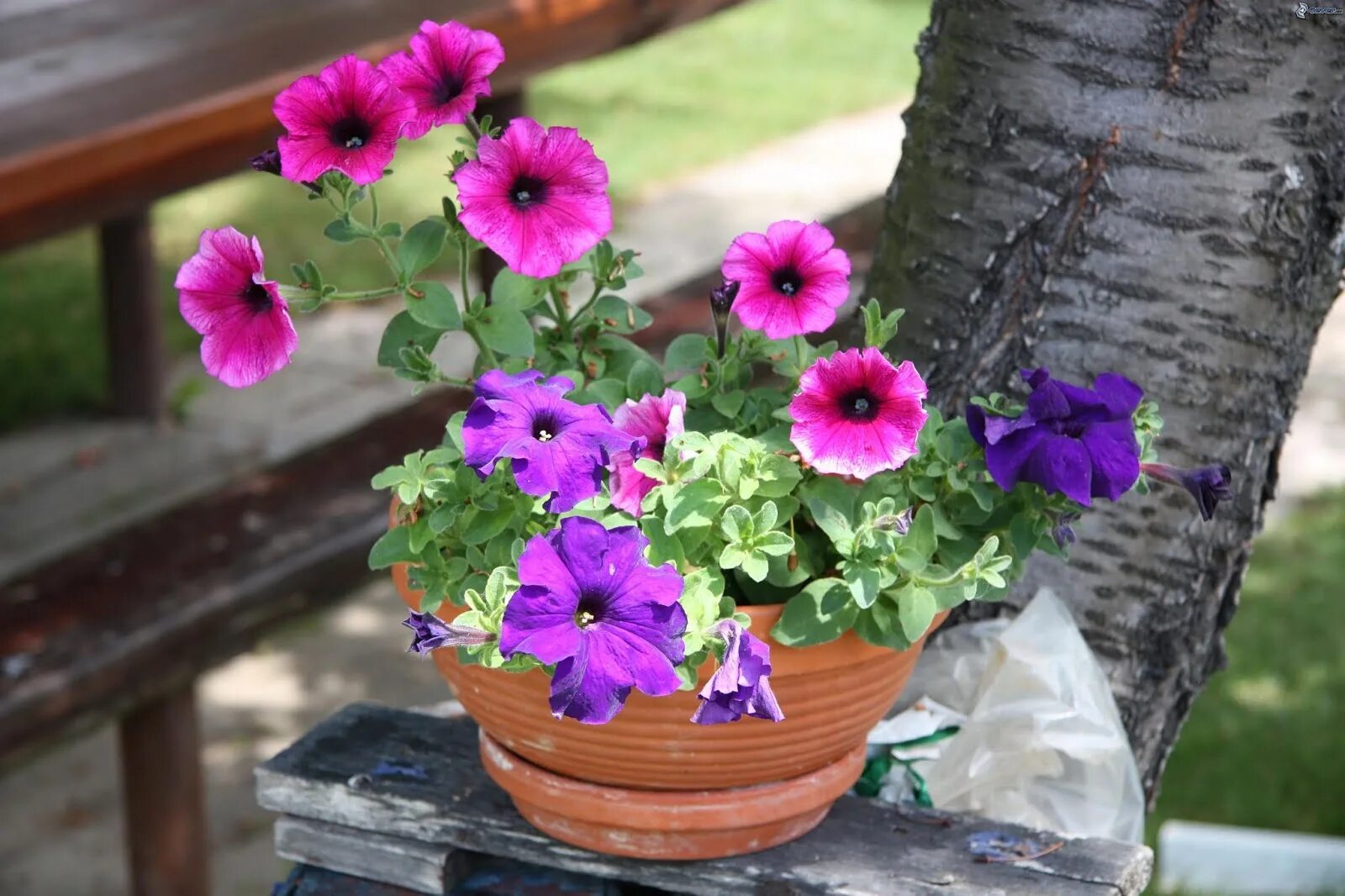 Петуния ампельная микс. Петуния ампельная (l. Petunia pendula). Петуния Павлин. Петуния пурпурный водопад. Что делать с петуньей