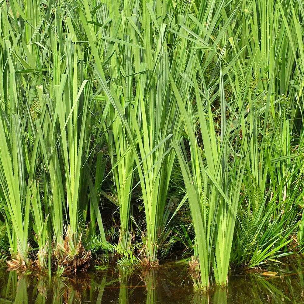 Корень аира. АИР болотный (Acorus Calamus). АИР обыкновенный - Acorus Calamus. АИР обыкновенный корневища. АИР обыкновенный болотный.