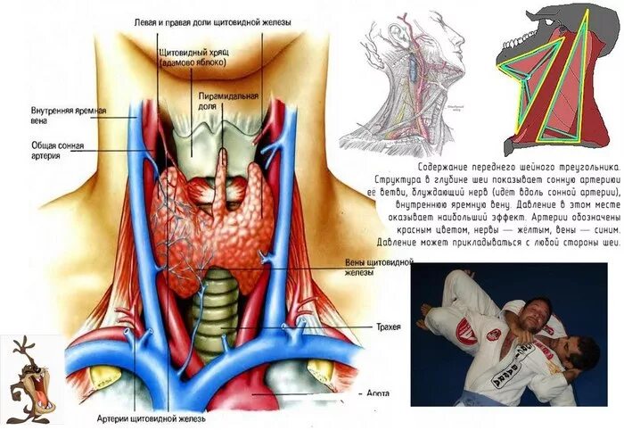 Яремная артерия где находится. Сонная артерия и яремная Вена. Внутренняя яремная Вена слева.