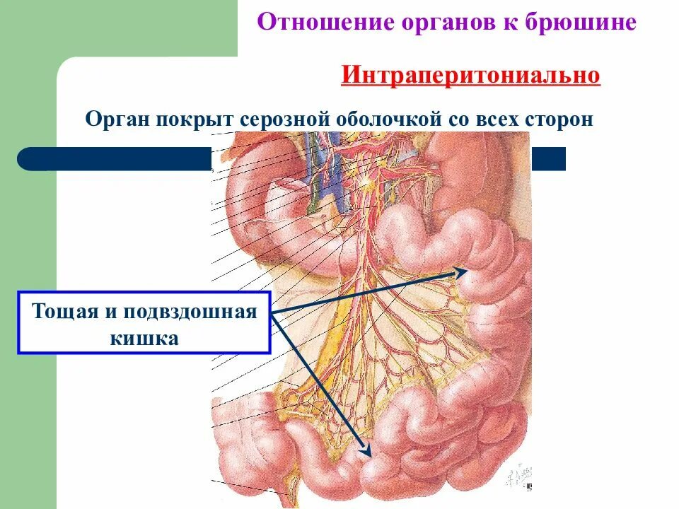 Подвздошная кишка анатомия. Подвздошная кишка илеоцекальный клапан. Тощая подвздошная отношение к брюшине. Тощая кишка и подвздошная кишка. Тощая и подвздошная кишки.