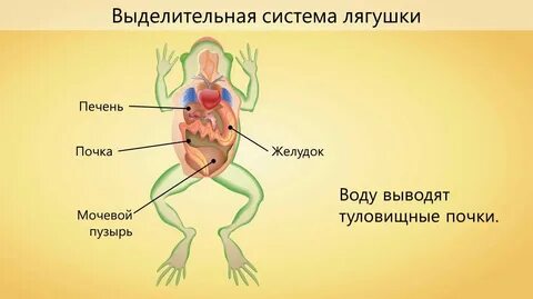 Органы выделения у рыб и земноводных