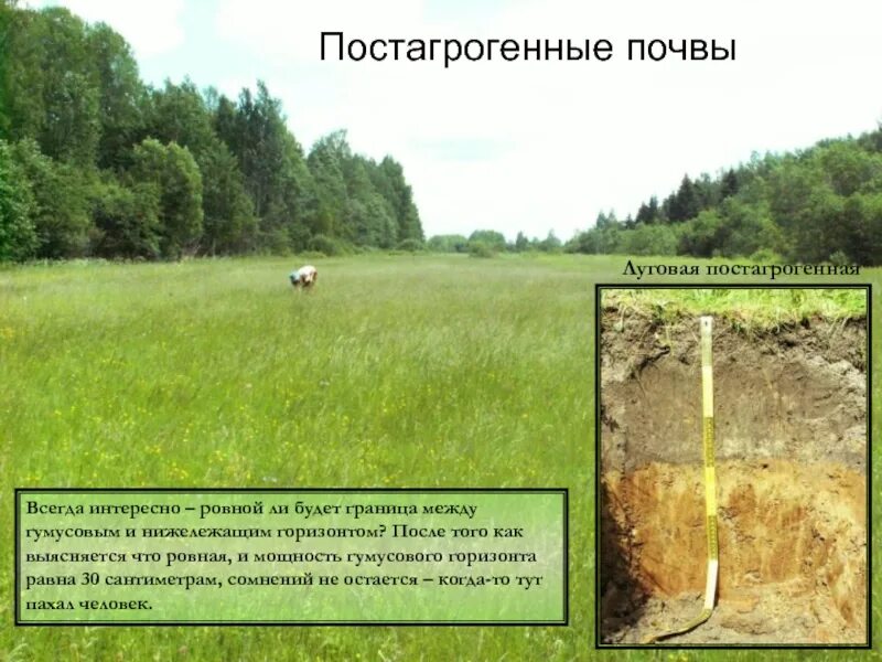 Какая почва в лугах. Луговая почва. границы между почвенными горизонтами. луговые почвы профиль. луговая почва характеристика.