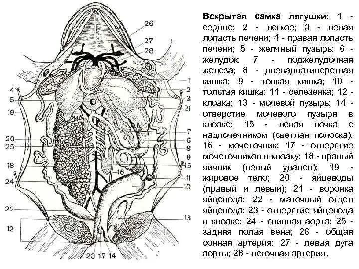 Строение внутренних органов разделы биологии. Топография внутренних органов лягушки. топография внутренних органов самки лягушки.. внутреннее строение лягушки. внутреннее строение лягушки самки.