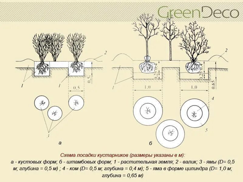 Схема посадки плодовых кустарников. Схема посадки плодовых деревьев в саду. Схема посадки плоловыхьдеревьев. Схема посадки низкорослых яблонь. Предлагать способ пересадки деревьев