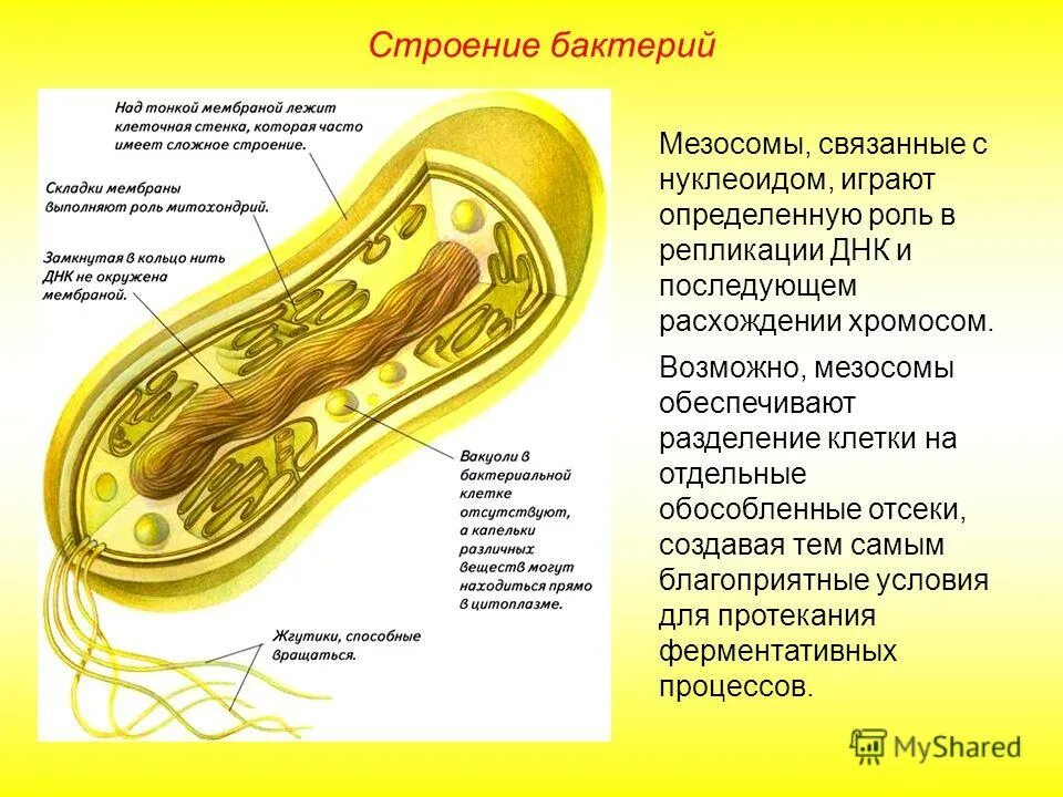 Клетка мезосомы функции. Мезосомы строение микробиология. Мезосомы бактерий функции. Мезосомы прокариот. Функции мезосом в бактериальной клетке.