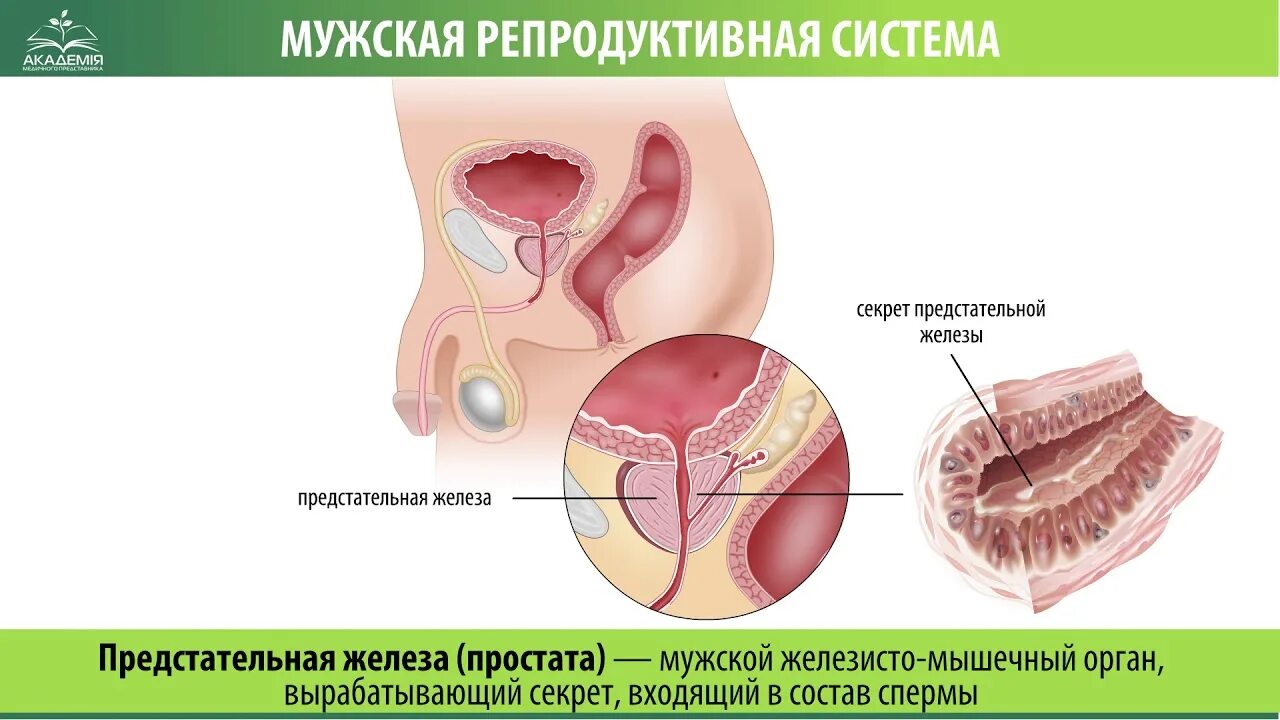Как появились мужчины