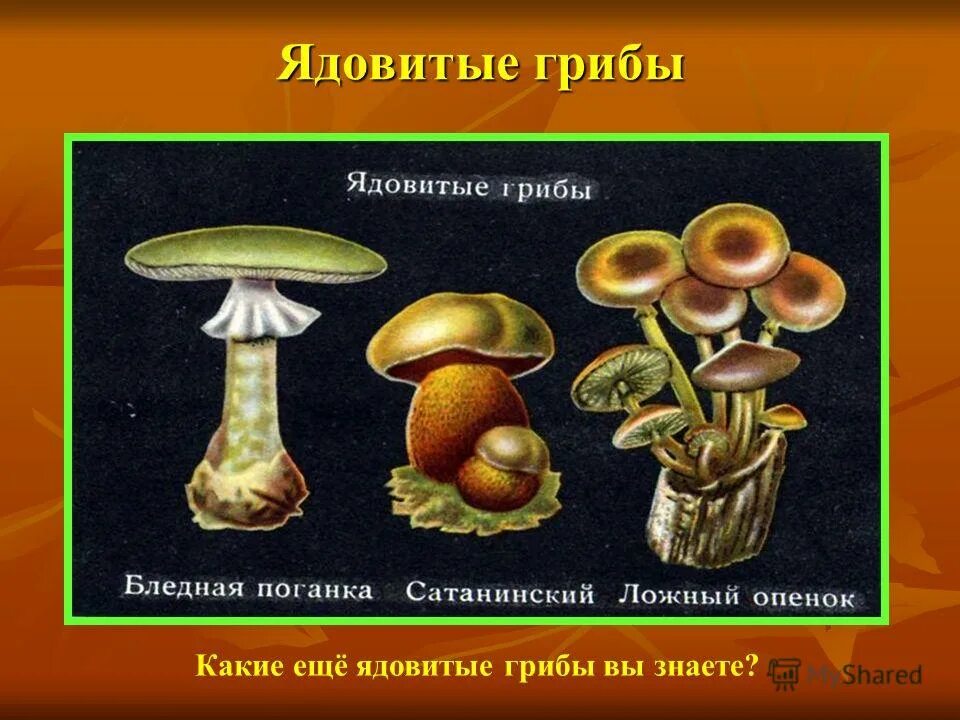 съедобные грибы и несъедобные грибы 2. грибы: съедобные и несъедобные. съедобные грибы несъедобные грибы ядовитые. ложные опята, поганка, мухомор. какие ядовитые грибы ты знаешь.