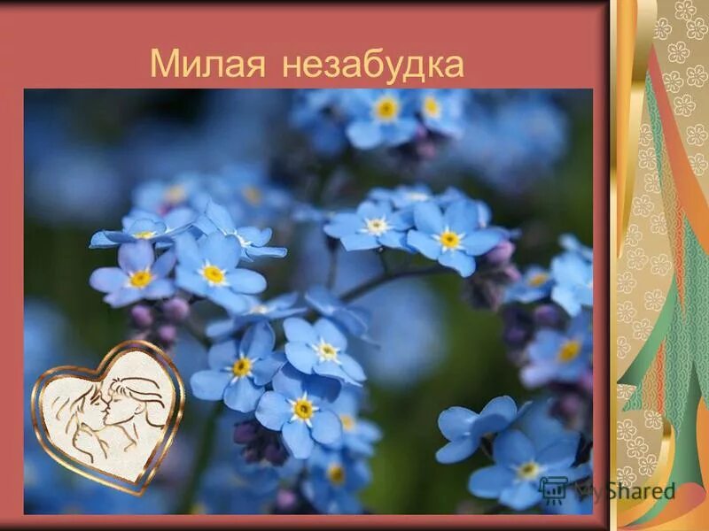 Незабудка лермонтов. Незабудка цветок описание. Незабудки для презентации. Незабудки какие прилагательные. Незабудки какие прилагательные.