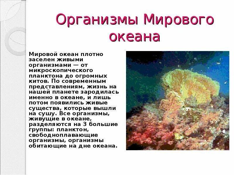 Организмы мирового океана. Живые организмы в Водах мирового океана. Организмы обитающие на дне мирового океана. Группы морских организмов.