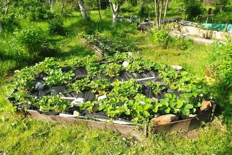 Грядка для клубники отзывы