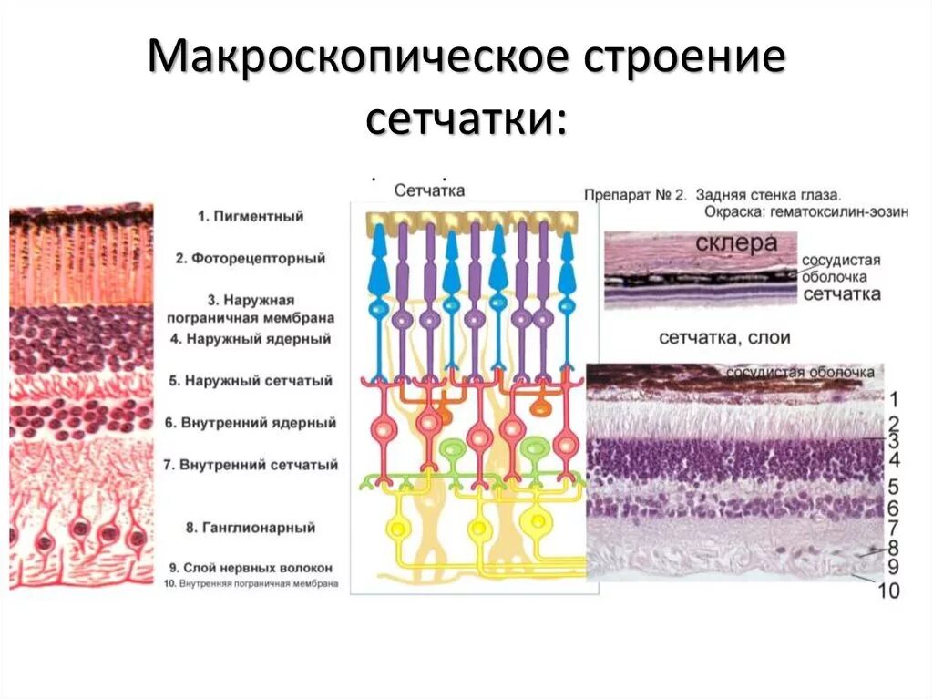 Сетчатка тело функции. Строение сетчатки анатомия. Строение сетчатки глаза слои. Слои сетчатки глаза анатомия. Сетчатка схема гистология.