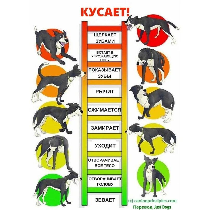 Статистика нападений собак. Статистика укусов собак по породам. Профилактика укусов собак. Статистика нападений собак по породам. Статистика по укусам собак в России.