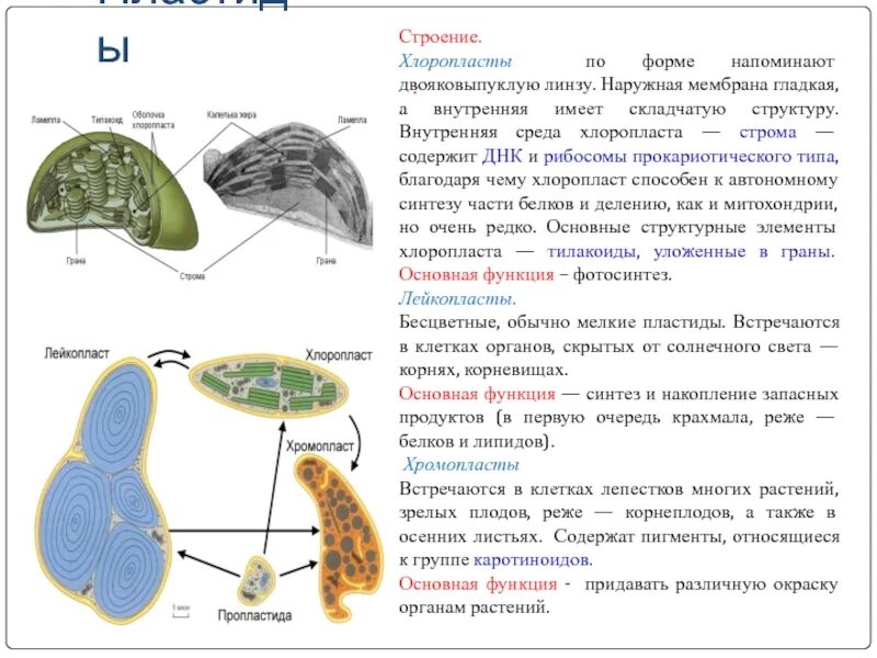 Красные хлоропласты. Хлоропласты строение и функции. Пластиды лейкопласты функции. Пластиды хлоропласты функции. Пластиды структура и функции.