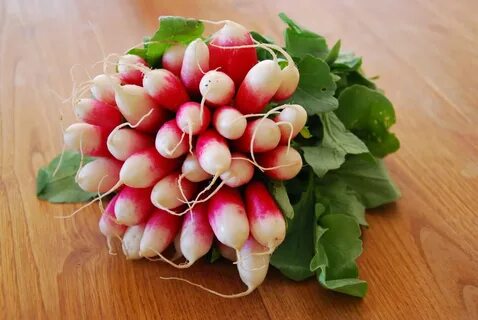 Собакам можно редиску