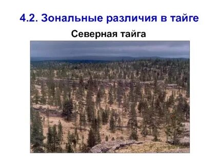 Песня год покружись тайге