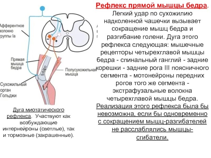 Рефлексы мышц