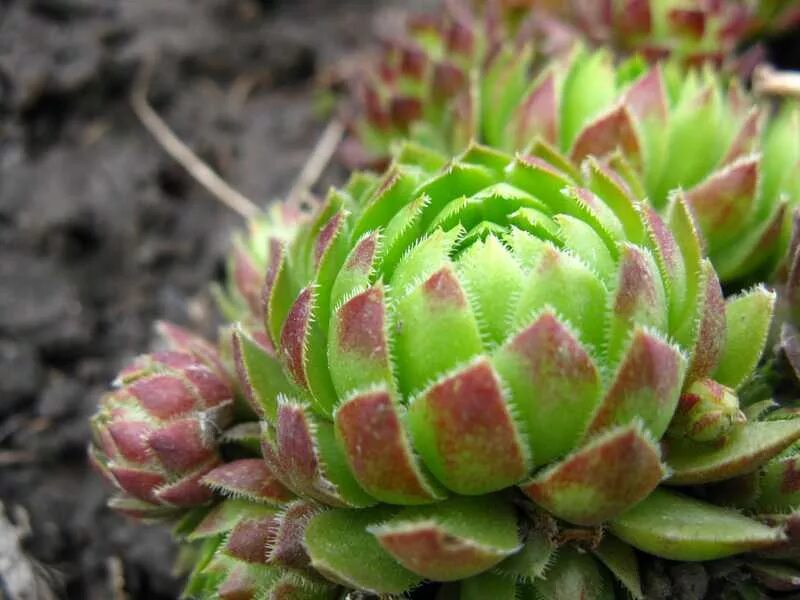 Семпервивум. Почвопокровные многолетники молодило. Молодило sempervivum 'othello'. Овес и молодило. Молодило квин элизабет.