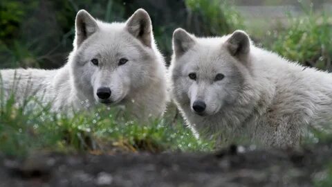 Wolf other