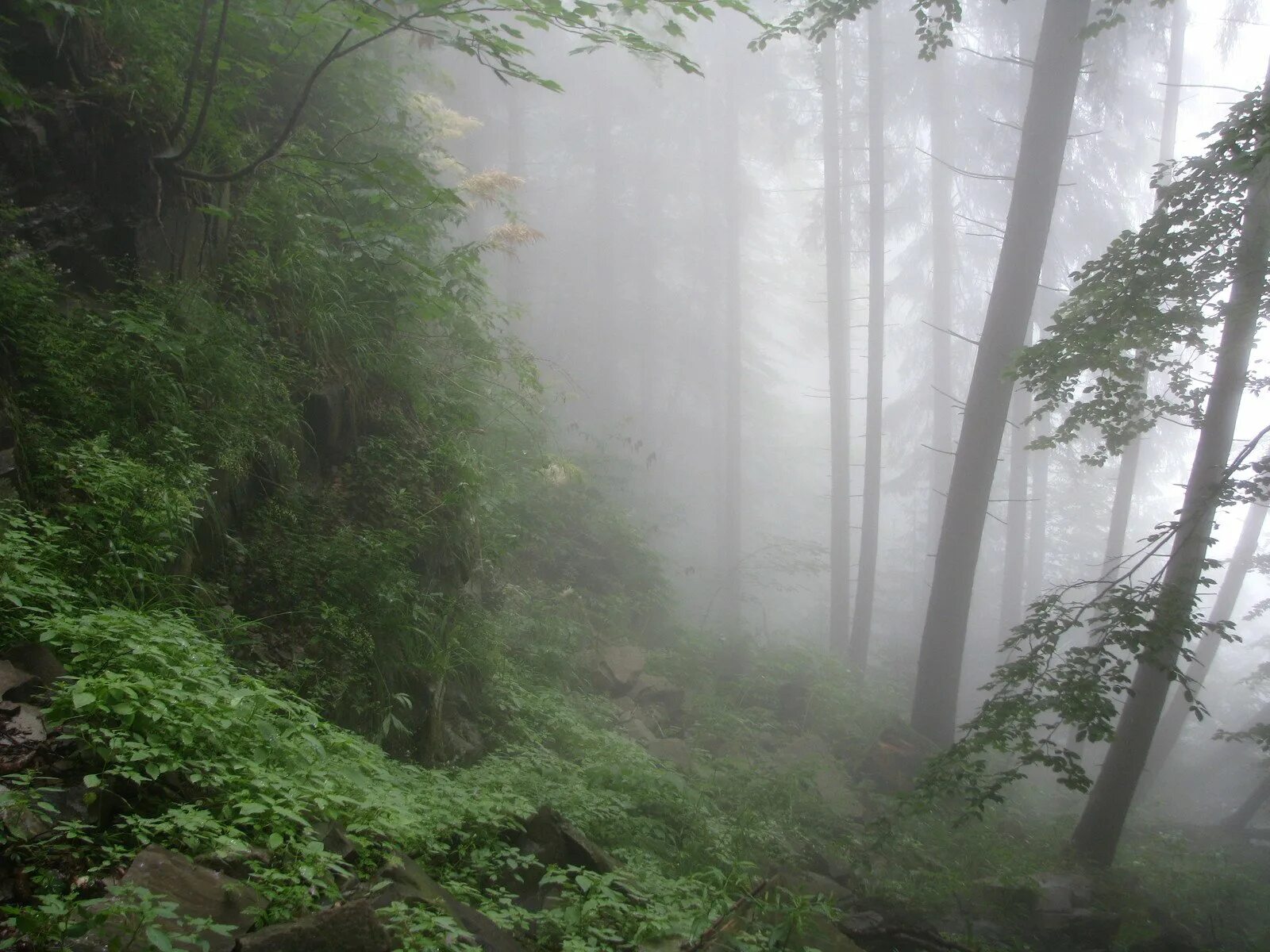 Дождь в лесу описание. Туманный лес. Лес в тумане. Дождь в лесу. Дождливый лес.