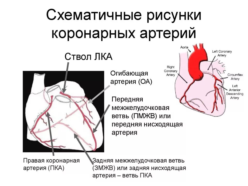 Ветви огибающей коронарной артерии. Огибающая артерия сердца кровоснабжает. Левая огибающая коронарная артерия.