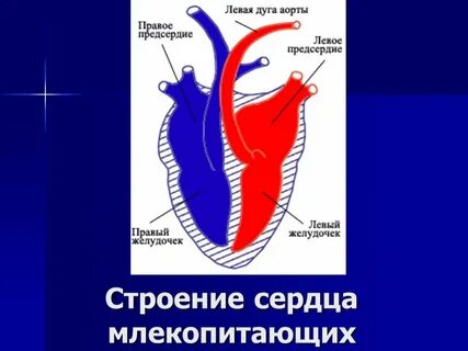 Какое сердце у млекопитающих сколько