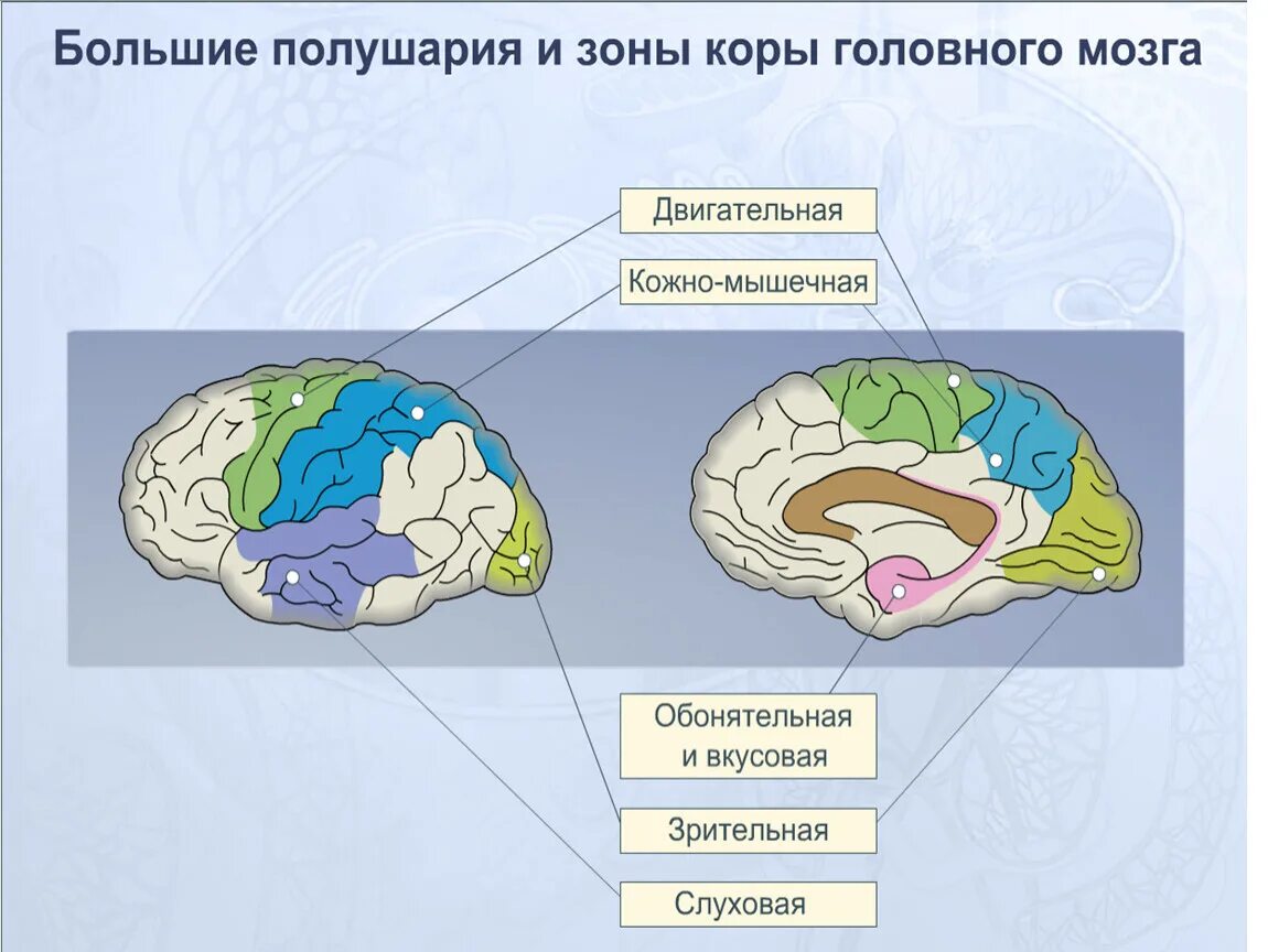 Обонятельная зона расположена. Обонятельный анализатор коры головного мозга. Вкусовая зона коры больших полушарий расположена. Функции кожно-мышечной зоны головного мозга. Корковые зоны больших полушарий головного мозга.