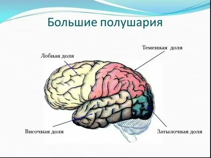 Функции коры больших полушарий головного мозга человека
