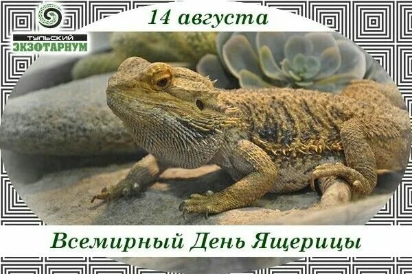 Открытка с днём рождения с ящерицей. День ящериц открытки. Ящерица прикольная поздравляет с днем рождения. Всемирный день ящерицы 14 августа. Ящерица анимация.