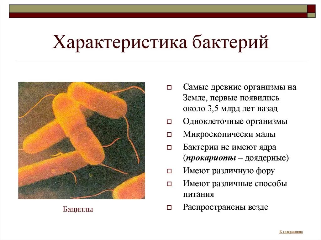 У бактерий активный образ жизни. Общая характеристика бактерий 5 класс биология. Характеристика бактерий 5 класс. Характеристика царства бактерий. Общая характеристика бактерий 7 класс кратко.