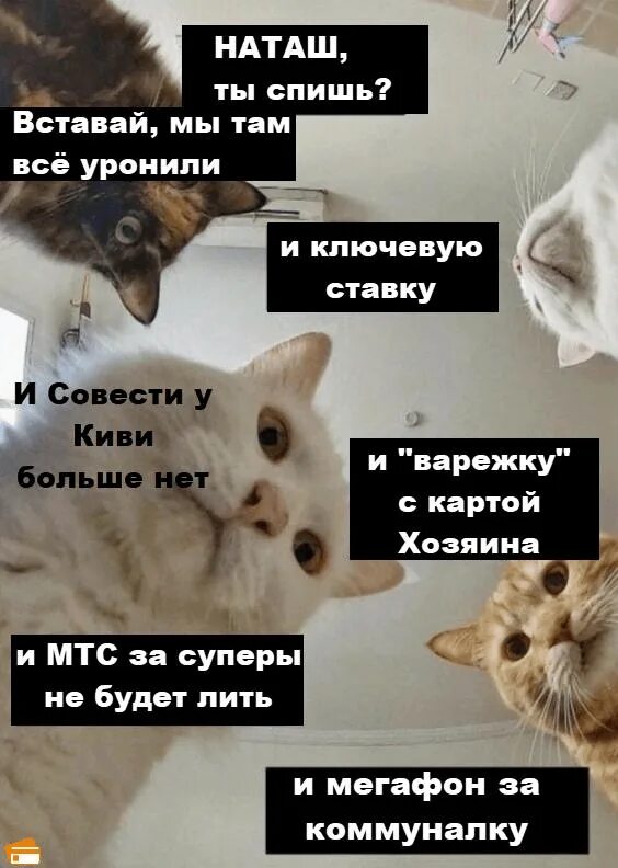 Аня вставай коты. Ань вставай. Аня вставай. Аня мемы с котами. Мем кот над наташей.