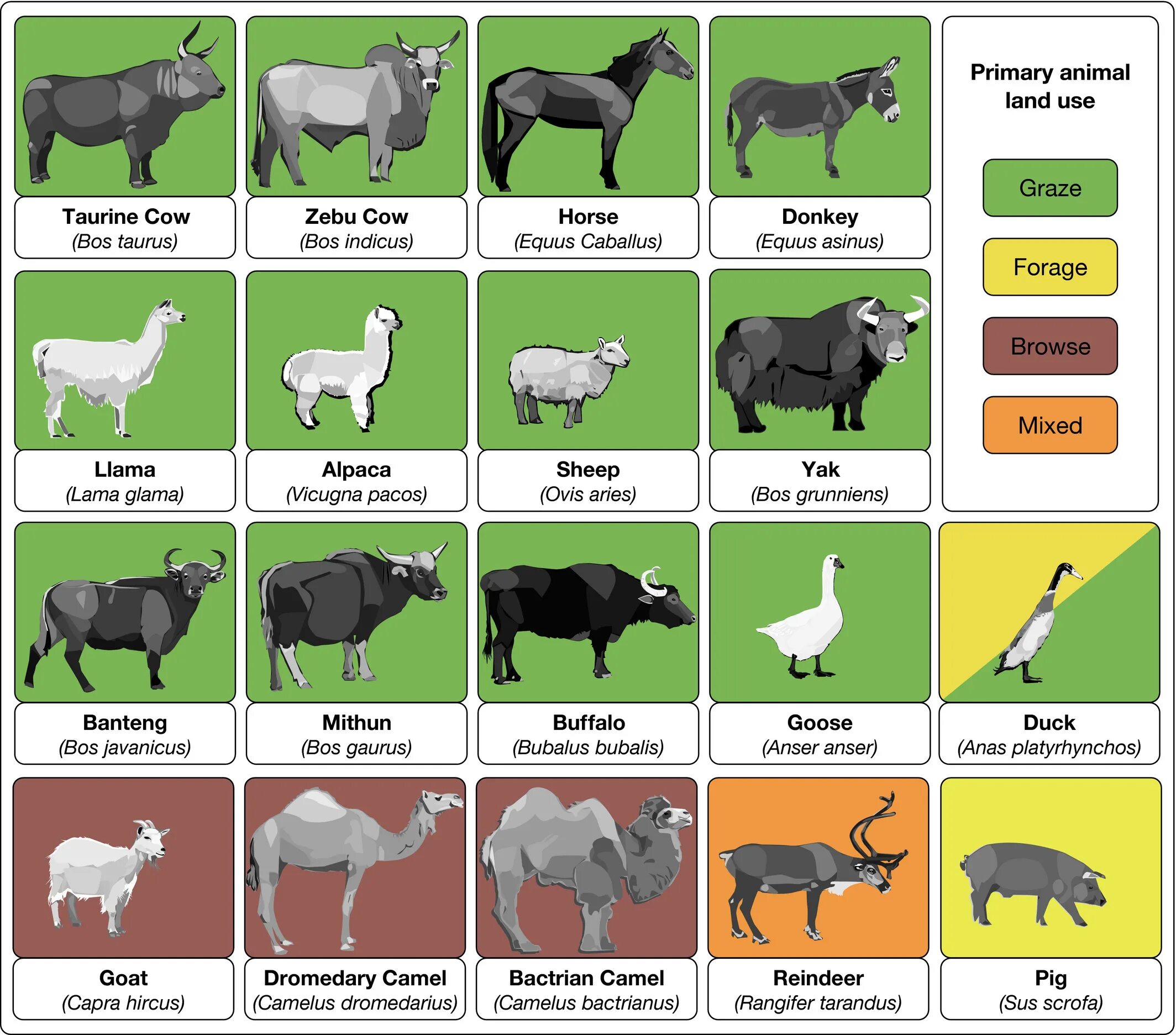 Animal categories. Animal products. animals definitions. animals categories. animal reproduction.