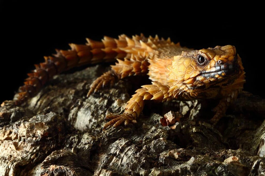 ящерица поясохвост. поясохвост дракон. поясохвост геккон. поясохвост дракон. поясохвост геккон.