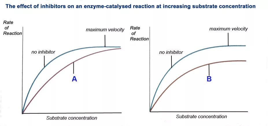 Effect of m a in. Effect concentration rate of reaction. enzyme inhibitors. factors affecting the reaction rate. rate of reaction effect of concentration graphs.