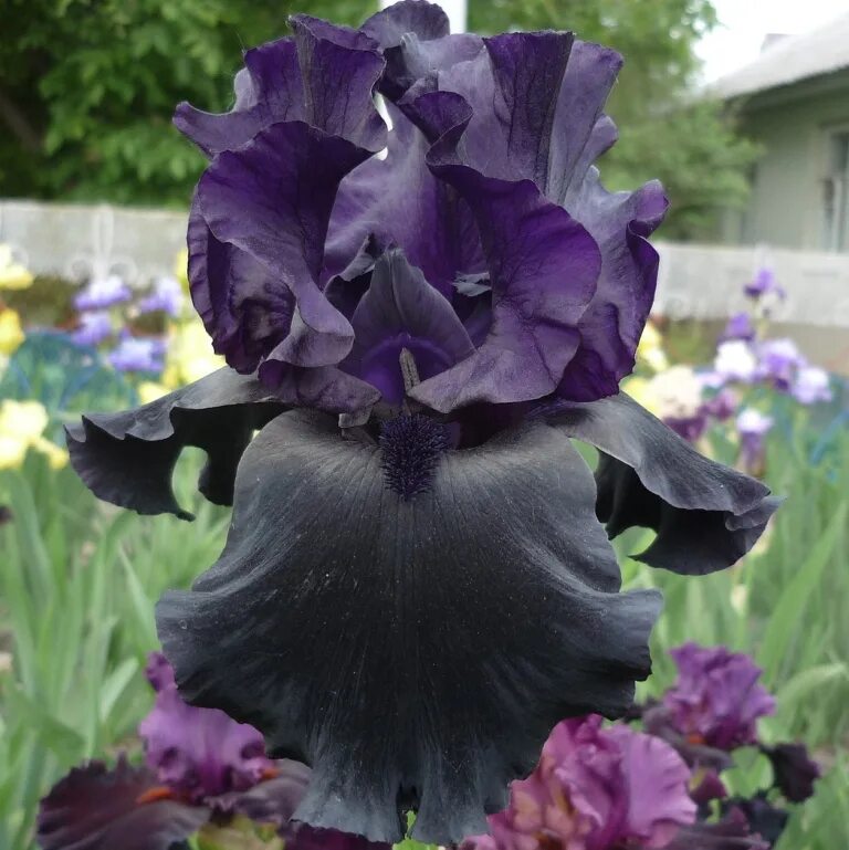 ирис германика блэк. ирис obsidian. ирис бородатый блэк дрэгон. ирис германский блэк уотч. ирис германский блэк таффета.