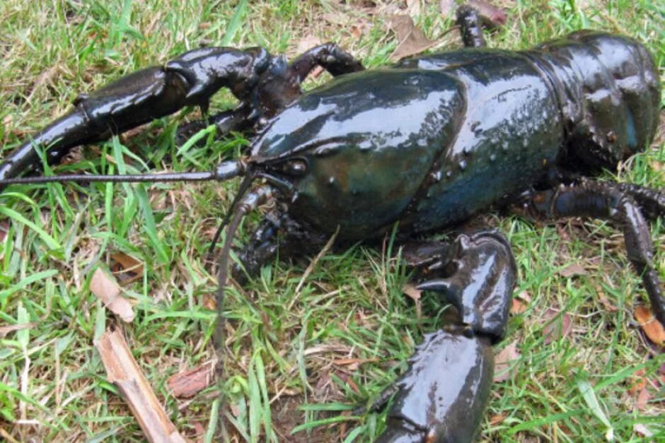 Пресноводный рак, Astacopsis Gouldi. Гигантский рак,тасма Тасманийский пресноводный.