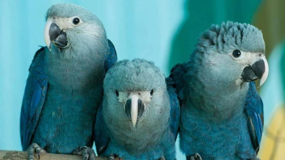 В зоопарке живут 5 видов попугаев каждому