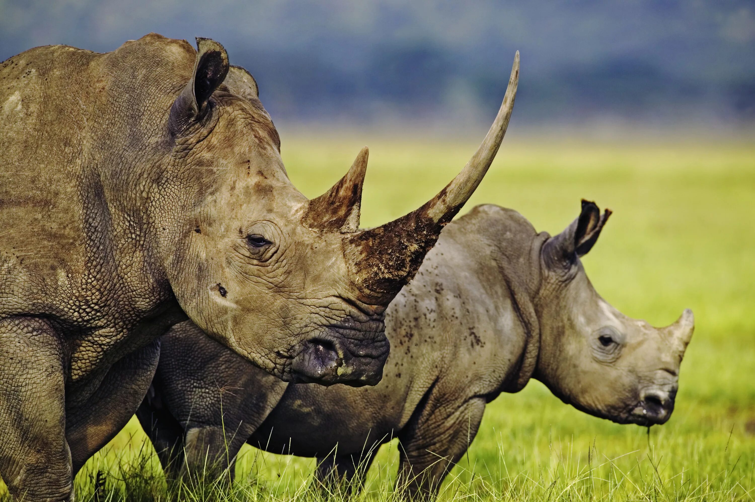 Африканский носорог. Носорог в саванне. Животные Африки саванны Африки носорог. Африканский двурогий носорог.