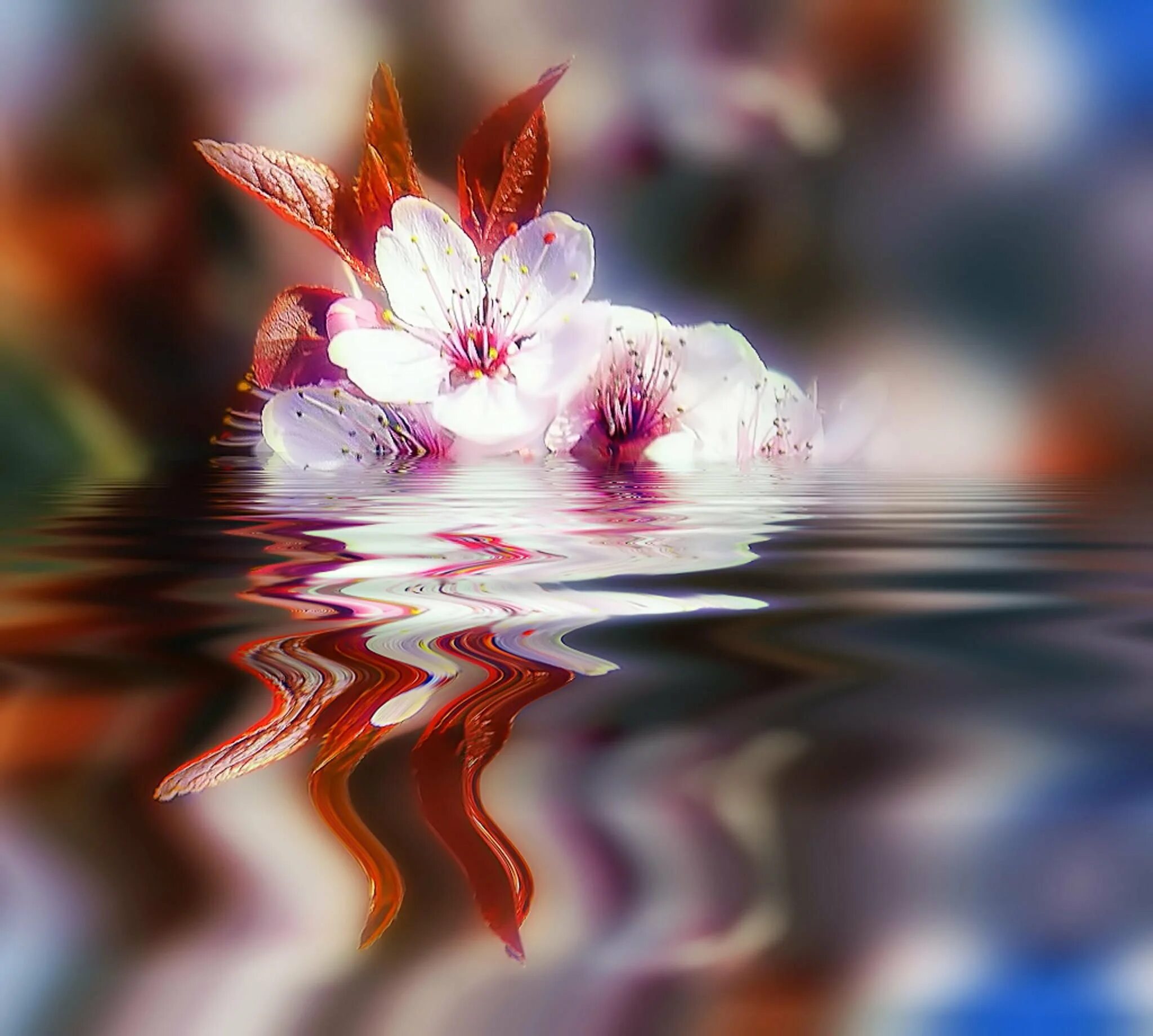 Сакура вода. Цветы на воде. Цветы отражение в воде. Цветы отражаются в воде. Лепестки цветов на воде.
