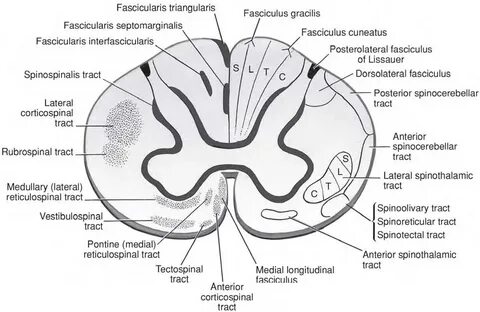 Fasciculus gracilis