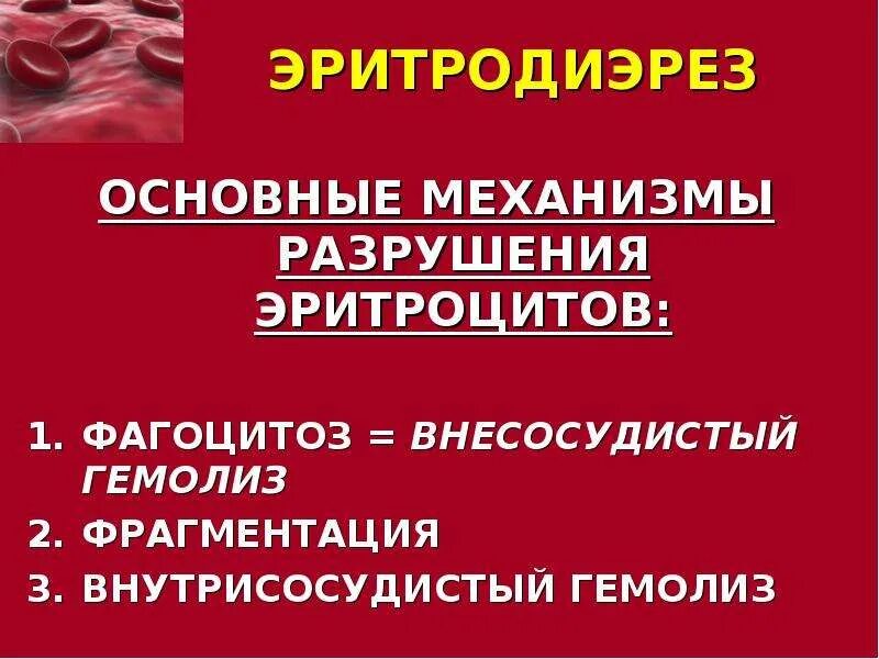 Гемолиз разрушение эритроцитов. Внутрисосудистый гемолиз механизм. механизм разрушения эритроцитов. внутриклеточный и внутрисосудистый гемолиз. способы разрушения эритроцитов.