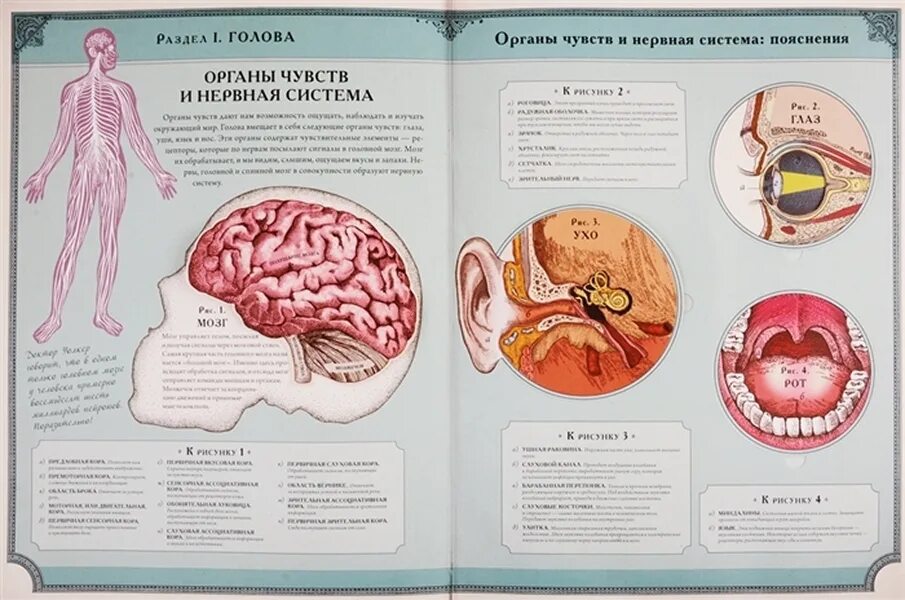 Книга тело мозг. Интерактивная книга люди на. Интерактивная книга по анатомии для детей.